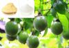 monk fruit extract/luo han guo extract
